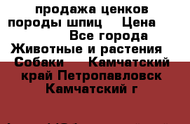 продажа ценков породы шпиц  › Цена ­ 35 000 - Все города Животные и растения » Собаки   . Камчатский край,Петропавловск-Камчатский г.